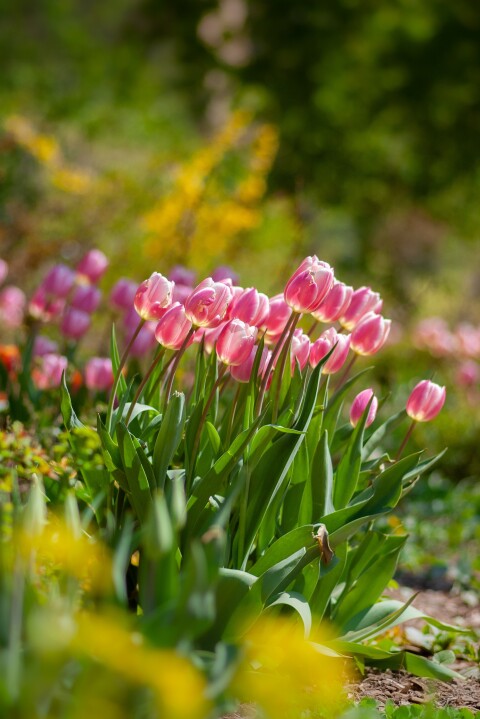 Bloembollen Tuincentrum Huiting