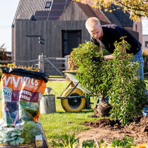 Borderplanten