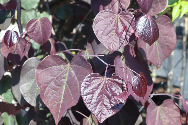 Cercis canadensis Forest Pansy