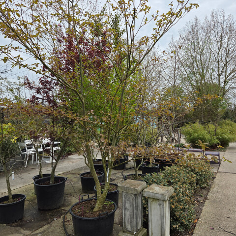 Cornus controversa vk