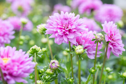 Dahlia tips .