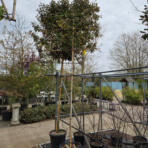 Elaeagnus ebbingei (leiboom) vk