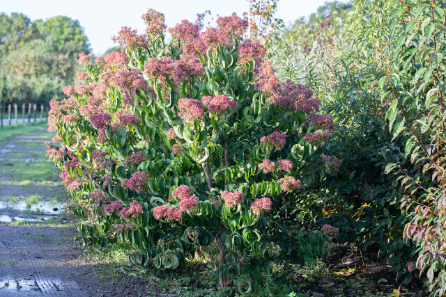 Heptacodium miconioides