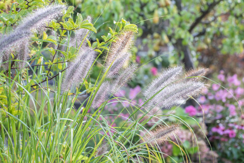 Het vergeten plantseizoen
