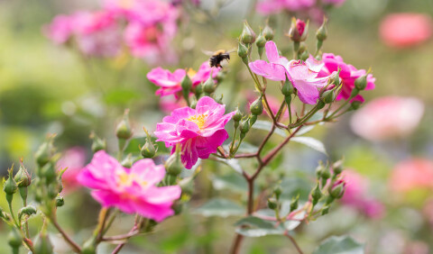 Huiting planten bij