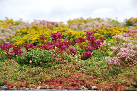 Huiting planten eco dak