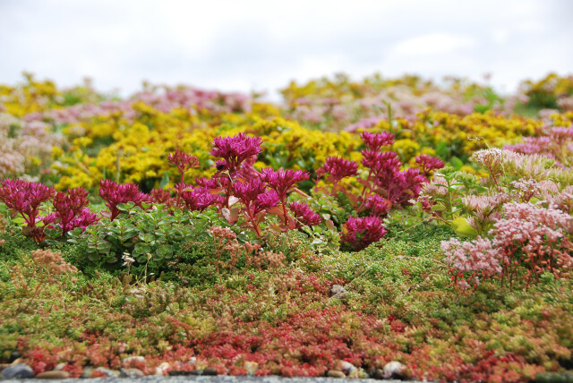 Huiting planten eco dak