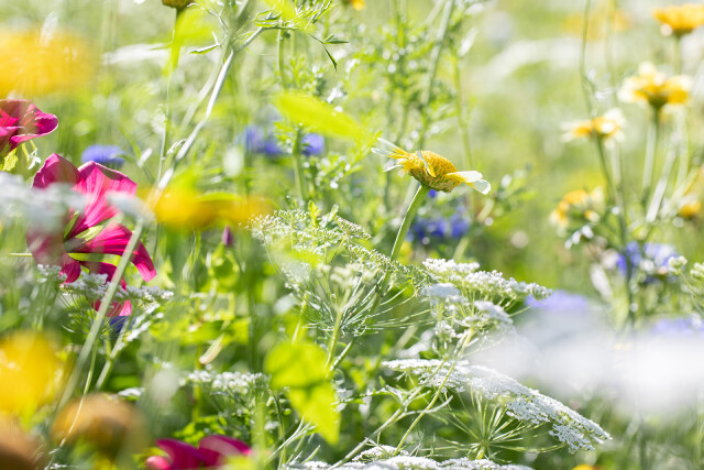 Huiting planten kamille