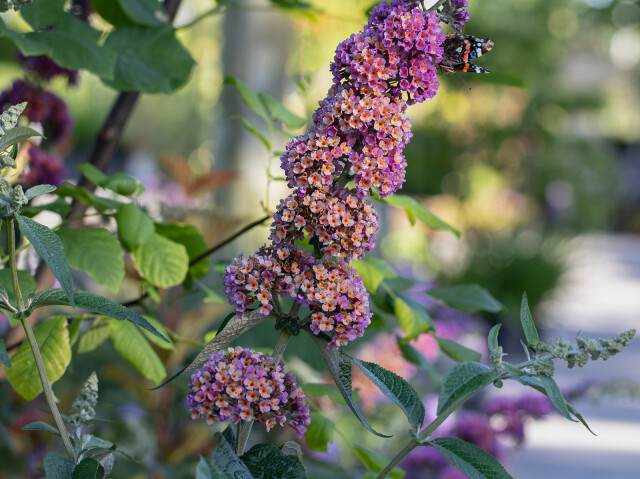 Huiting planten vlinderstruik liggend