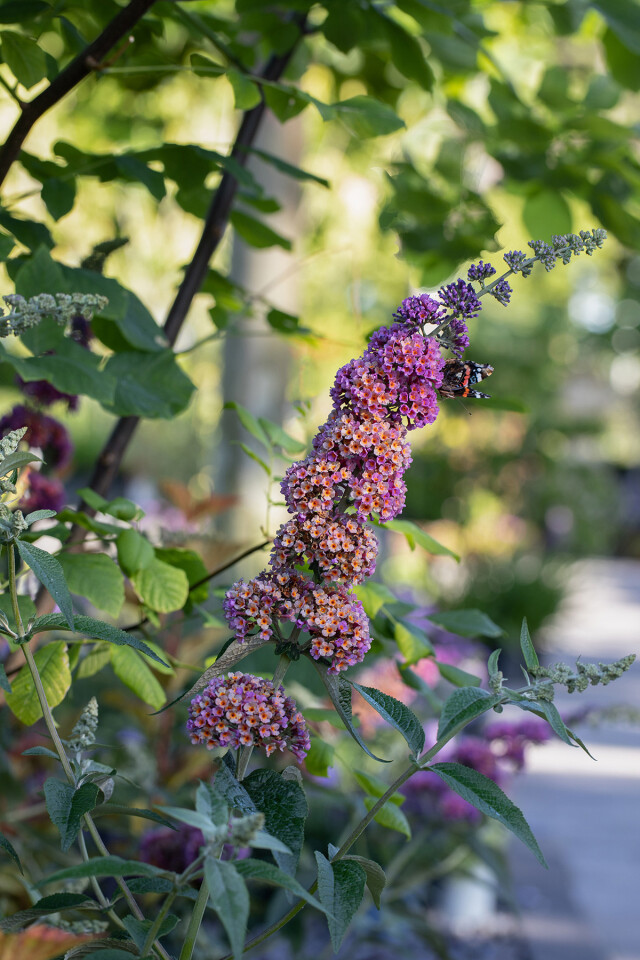 Huiting planten vlinderstruik staand