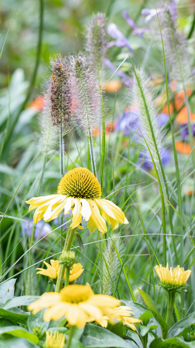 Huiting planten zonnehoed geel