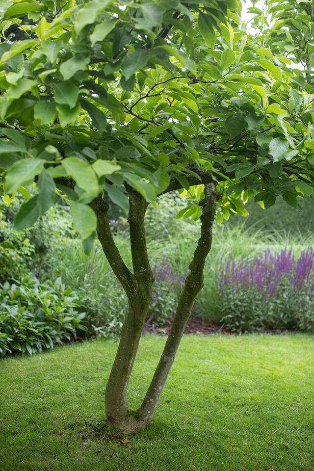 Huiting Vianen Boomkwekerij boom voor kleine tuin