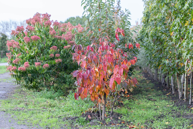 Huiting Vianen Boomkwekerij Herfstkleuren 2