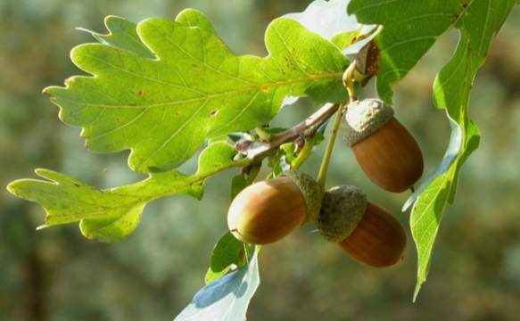 Huiting Vianen Boomkwekerij staatsbosbeheer