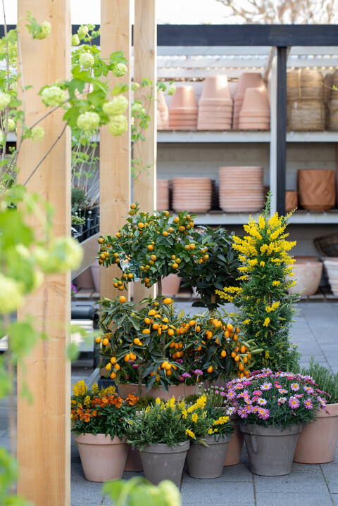 Huiting Vianen Tuincentrum Buitenpotten