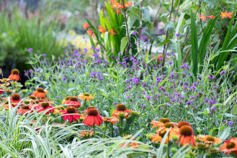 Huiting Vianen Tuincentrum Zomerbloeiers bloemen voor bijen en vlinders