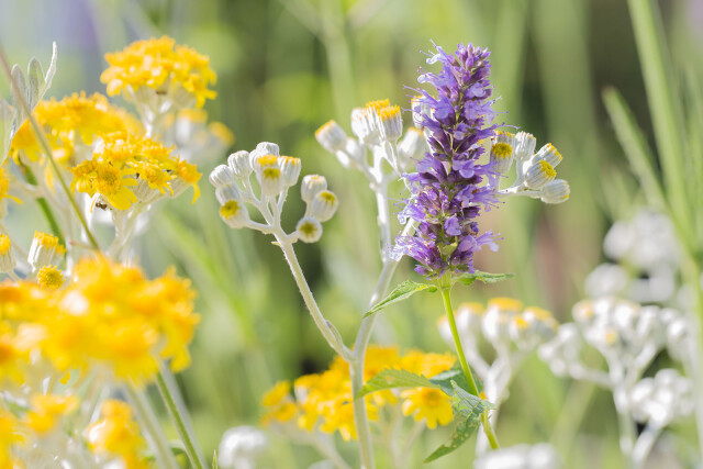 Inheemse vaste planten voor de natuurlijke tuin