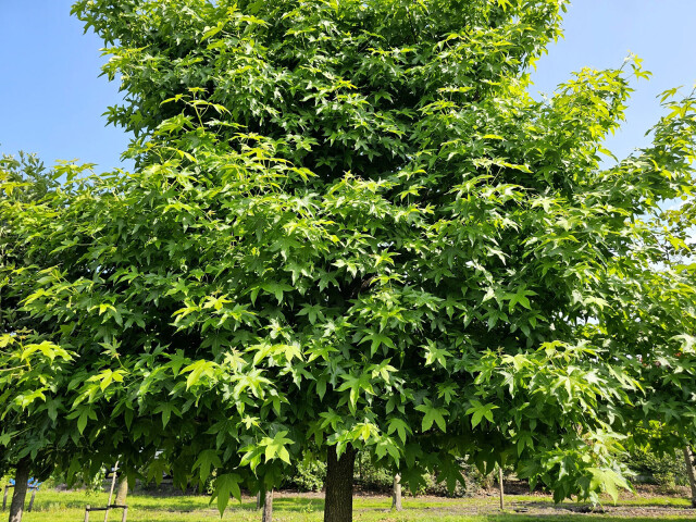 Liquidambar