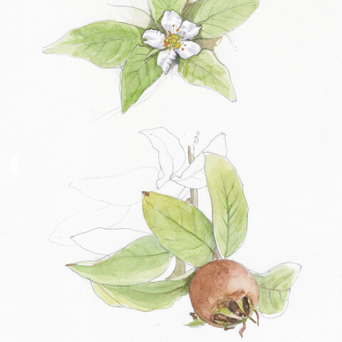 Mespilus germanica vk
