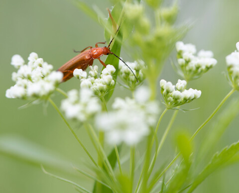 Nuttige beestjes in de tuin