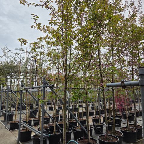 Prunus 'Jaqueline' vk