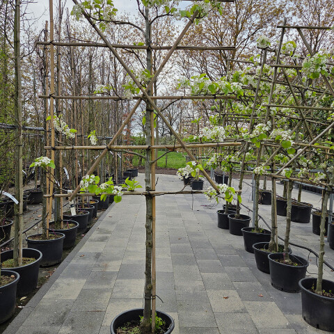 Pyrus calleryana 'Chanticleer' (leiboom) vk