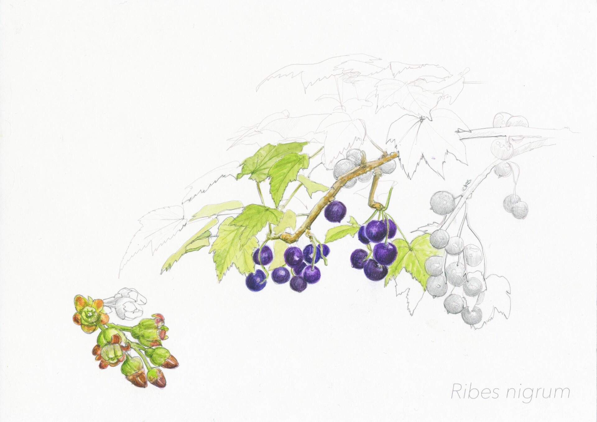 Ribes nigrum