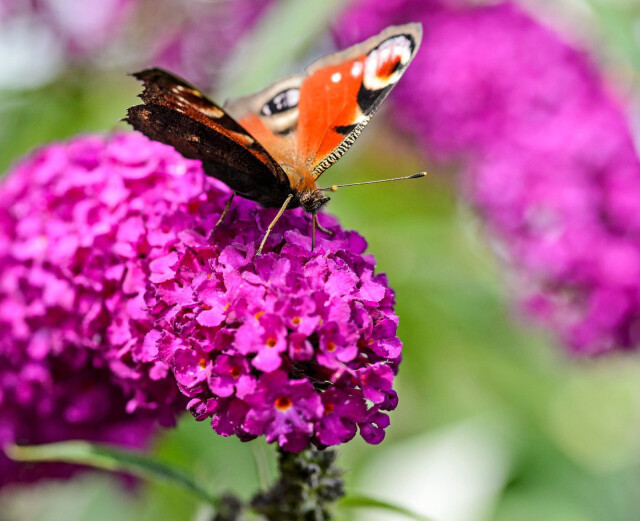 Vlinders in de buik